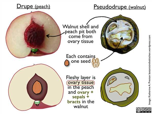 Drupe